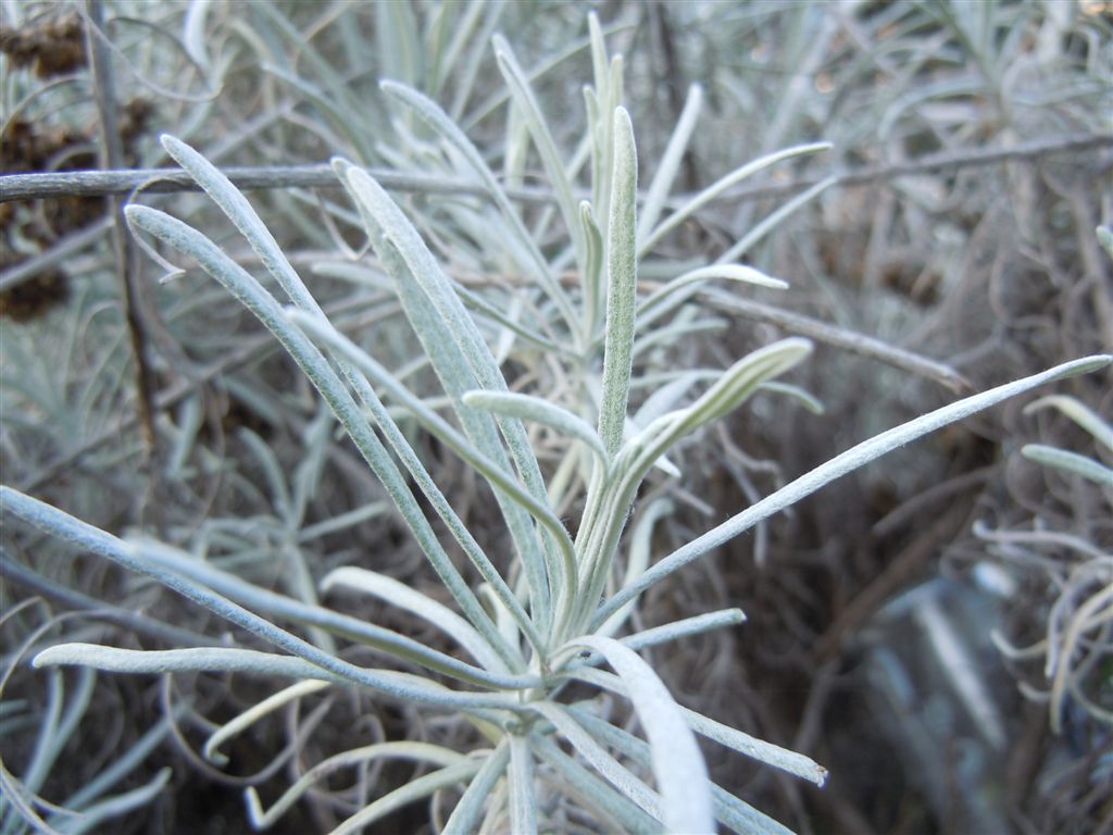 Pianta da Posillipo - Helichrysum litoreum